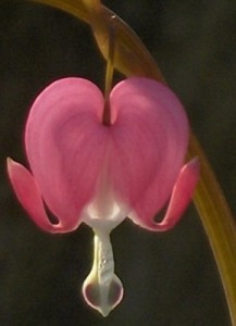 BleedingHeart BleedingHeart
