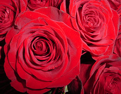 roses.jpg