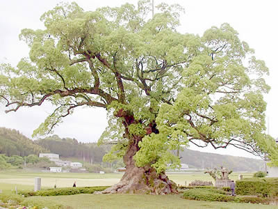 oakstyle.jpg