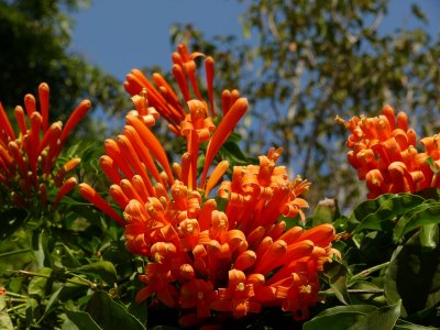 orangeflowers.jpg