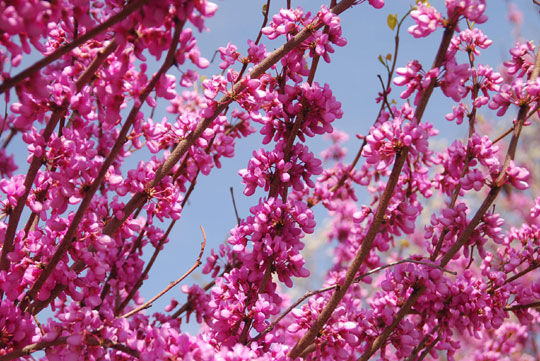 redbud8051707.jpg