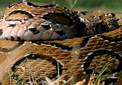 ssnake2