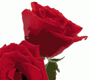 roses2