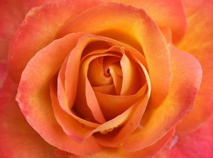 flower45 flower45