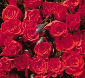 roses1