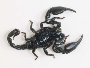 blackscorpion blackscorpion