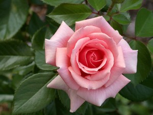 rose5