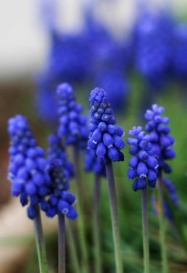 flower flower