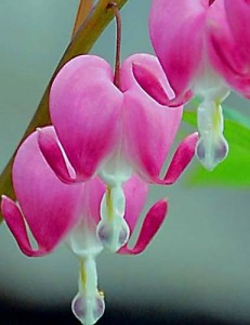 bleeding-heart