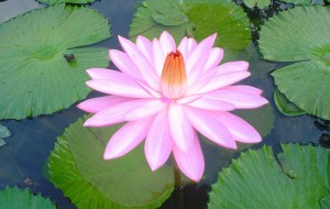 flower5