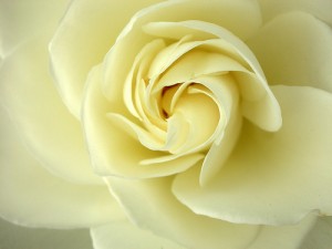 rosewq2
